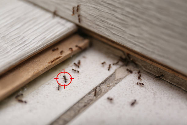 Best Insect Control  in Twin City, GA