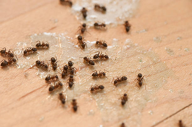 Best Cockroach Control Services  in Twin City, GA